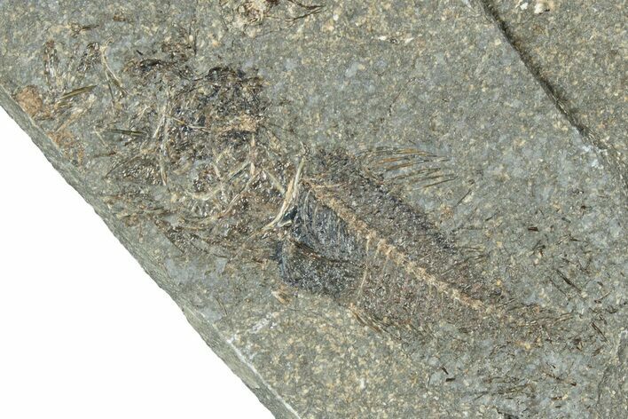 Oligocene Fossil Percoid Fish (Oligoserranoides) - Poland #320641